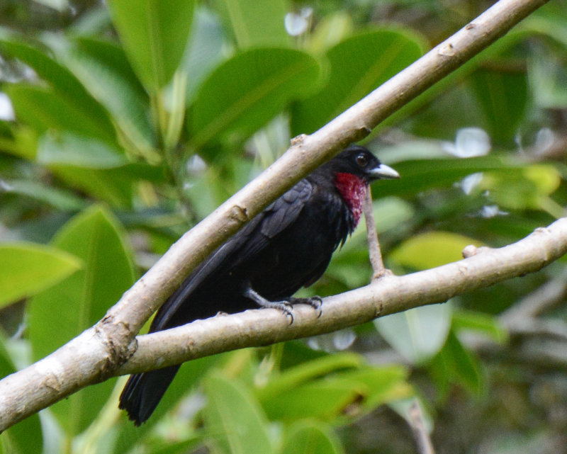 Purple-throated Fruit Crow