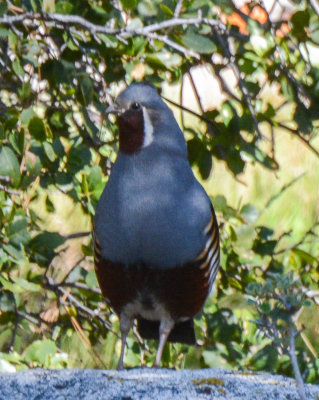 Mountain Quail