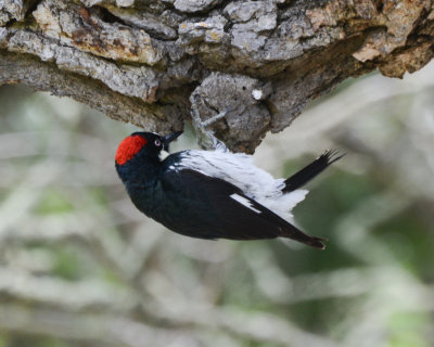 Woodpeckers, Flickers and Sapsuckers