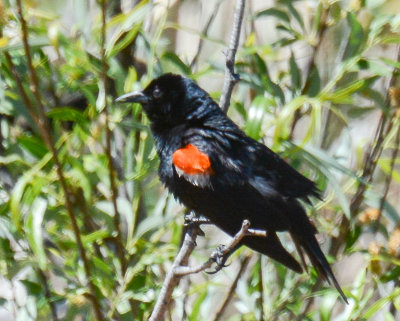 Tricolored Blackbird