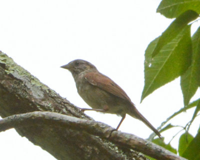 Swamp Sparrow