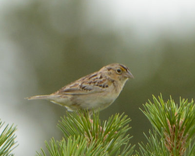 Grasshopper Sparrow