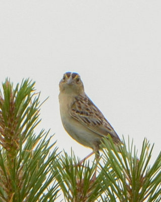 Grasshopper Sparrow