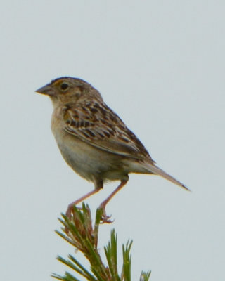 Grasshopper Sparrow