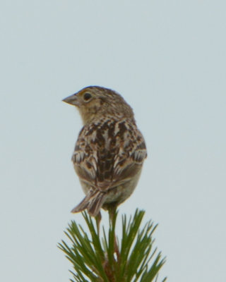 Grasshopper Sparrow