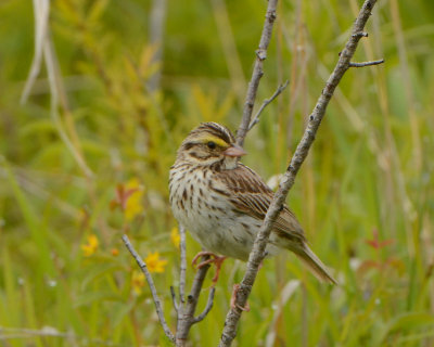 Savannah Sparrow