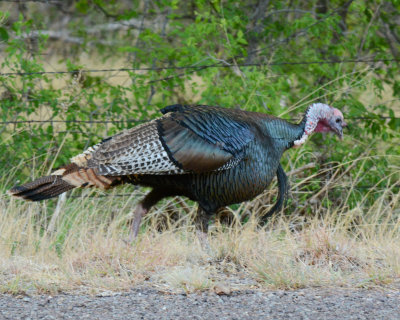 Wild Turkey