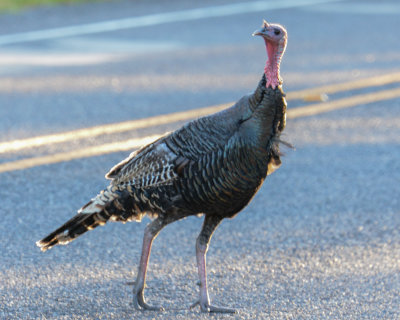 Wild Turkey