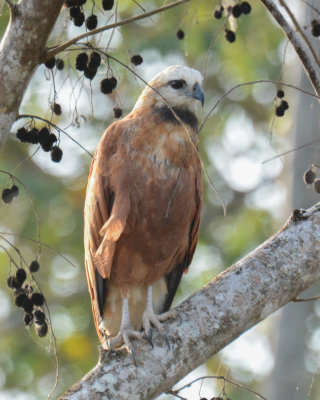 Black-collared Hawk