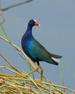 Purple Gallinule