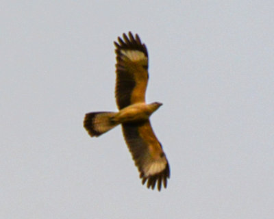 g10/91/1048091/3/166068555.RGNlH2Lj.jpg