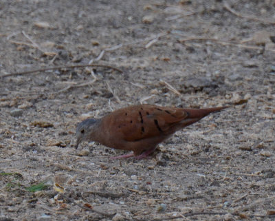 Ruddy Ground Dove