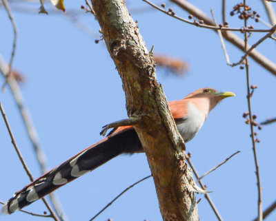 Squirrel Cuckoo