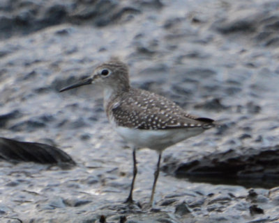 Solitary Sandpiper