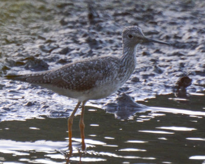 Greater Yellowlegs