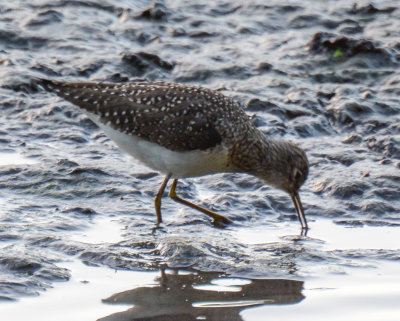 Greater Yellowlegs