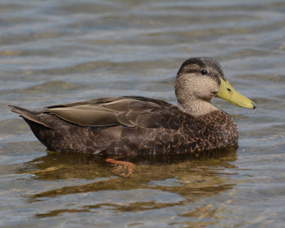 American Black Duck