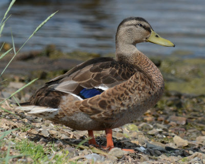 American Black Duck