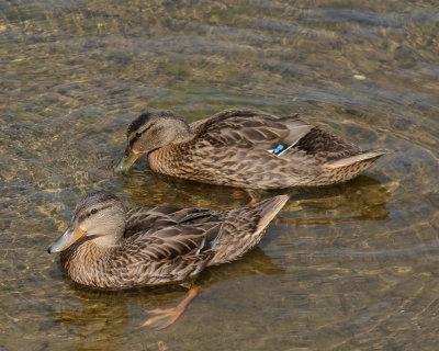 American Black Ducks