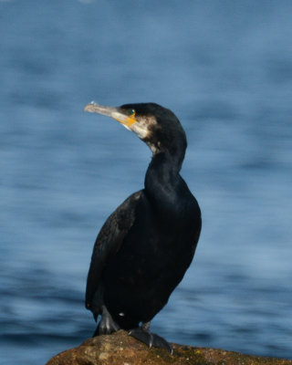 Cormorants