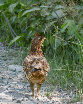 Ruffed Grouse