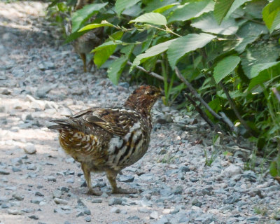 Ruffed Grouse