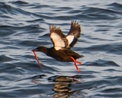 Guillemots and Murres