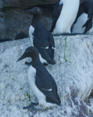 Common Murres