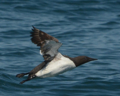 Common Murres