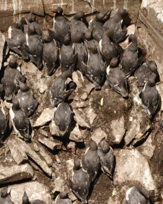 Common Murres