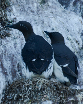 Common Murres