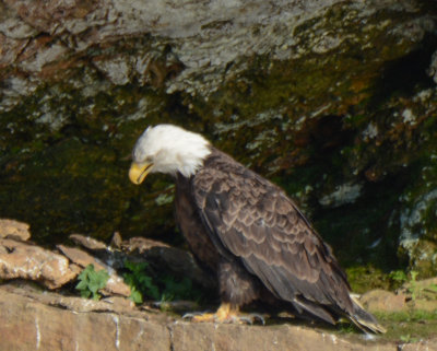 Bald Eagle