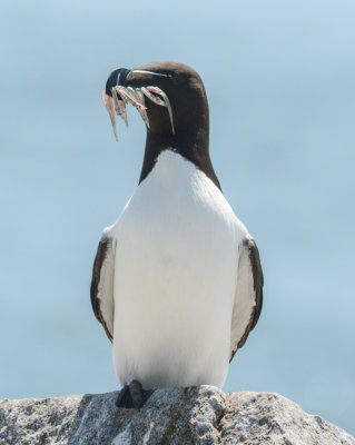 Razorbill