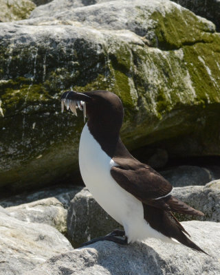 Razorbill