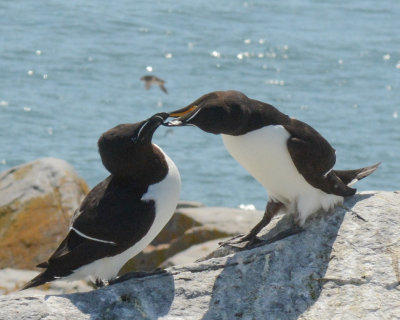 Razorbill