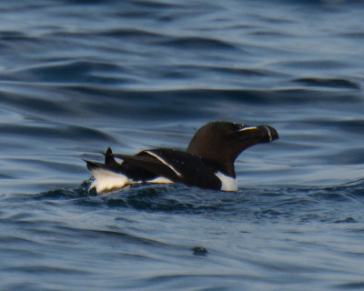 Razorbill