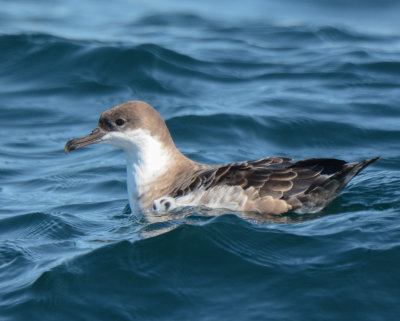 Petrels and Shearwaters