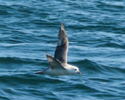 Northern Fulmar