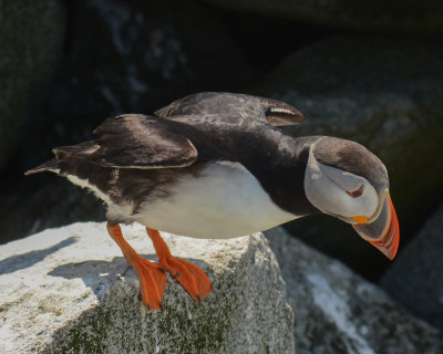 Atlantic Puffin