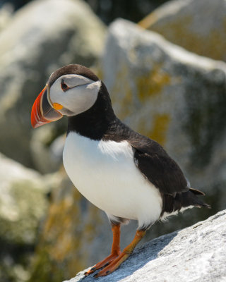 Atlantic Puffin