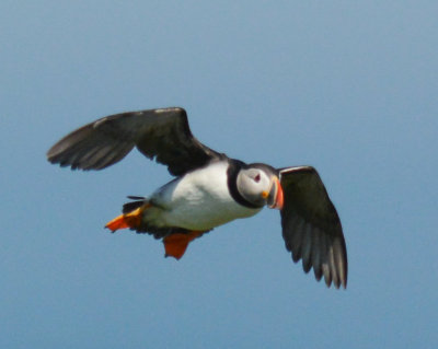 Atlantic Puffin