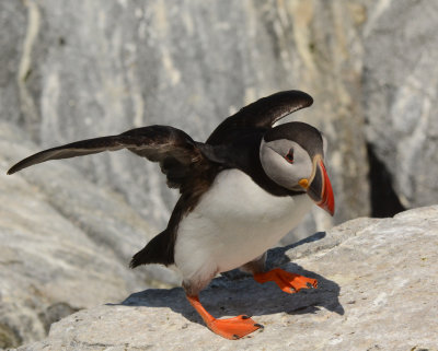 Atlantic Puffin