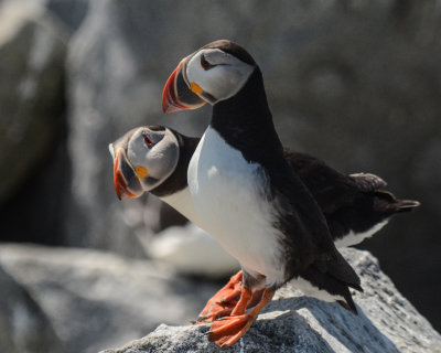 Atlantic Puffin