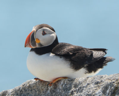 Atlantic Puffin