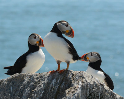 Atlantic Puffins