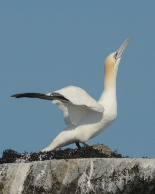 Northern Gannet