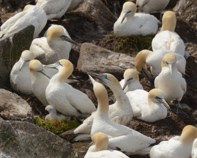 Northern Gannets