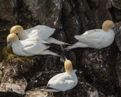 Northern Gannets