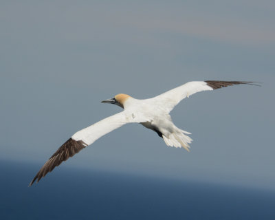 Northern Gannet