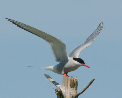 Arctic Tern 